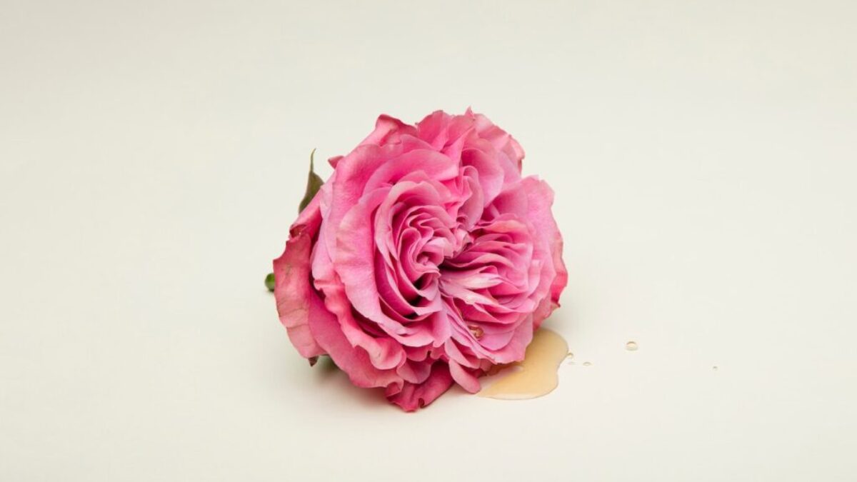 pink rose on white surface