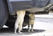 Dvě kočky se snaží dostat pod kapotu