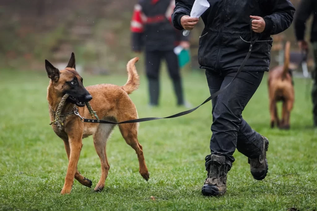 Belgian,Malinois,Dog.,Animal,Trainer,Doing,Obedience,Training,With,His - SportDeník Muž vede belgického ovčáka na cvičišti