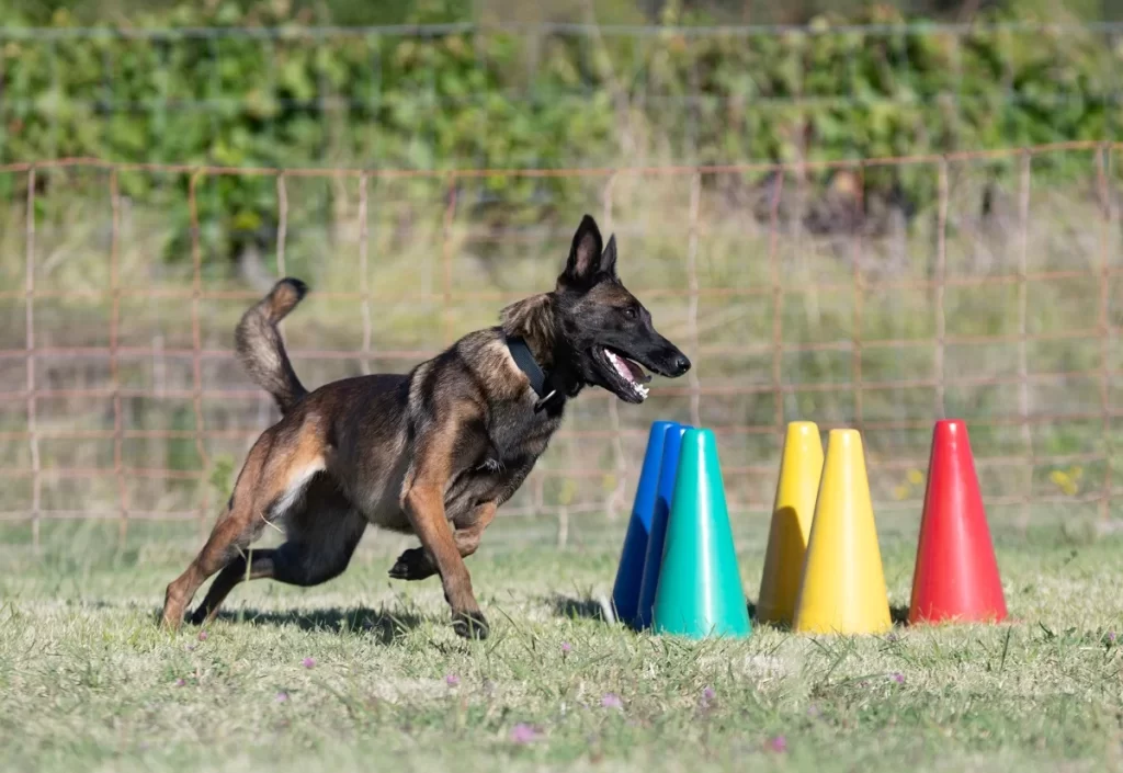 Malinois,Training,For,Obedience,Discipline,In,The,Nature - SportDeník Belgický ovčák obíhá barevné kužely