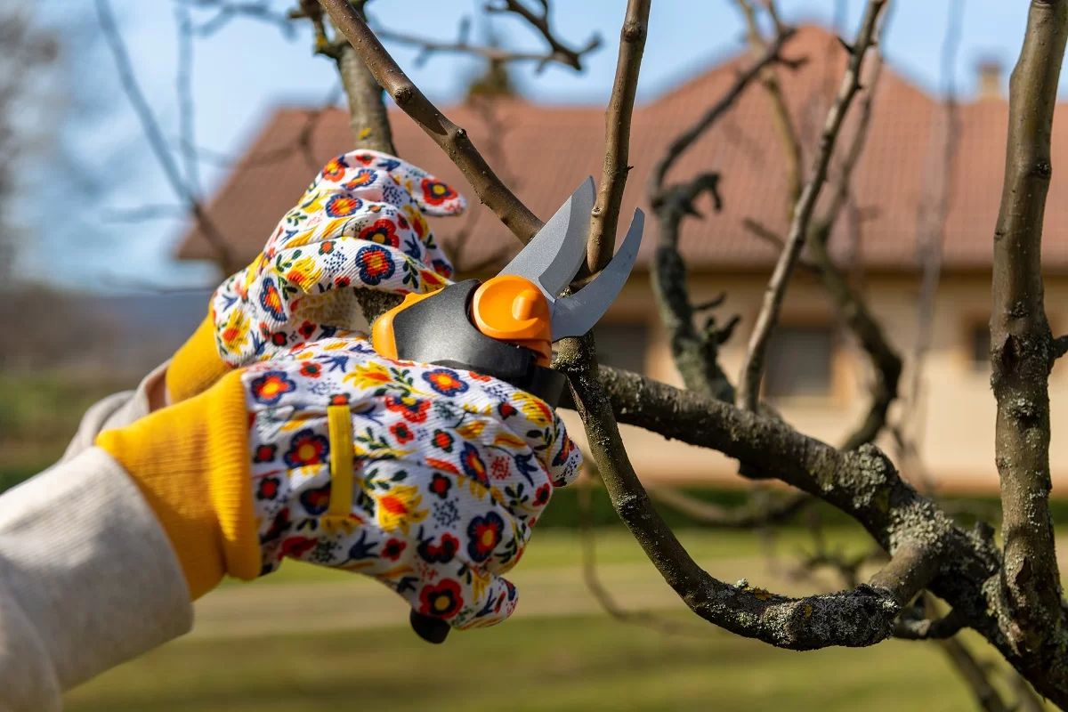 Unrecognizable,Woman,Pruning,Fruit,Trees.,Hand,With,Pruning,Shears,Detail. - SportDeník Ženské ruce v rukavicích stříhají nůžkami větve ovocného stromu