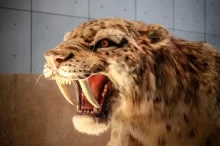 Detail modelu šavlozubého tygra