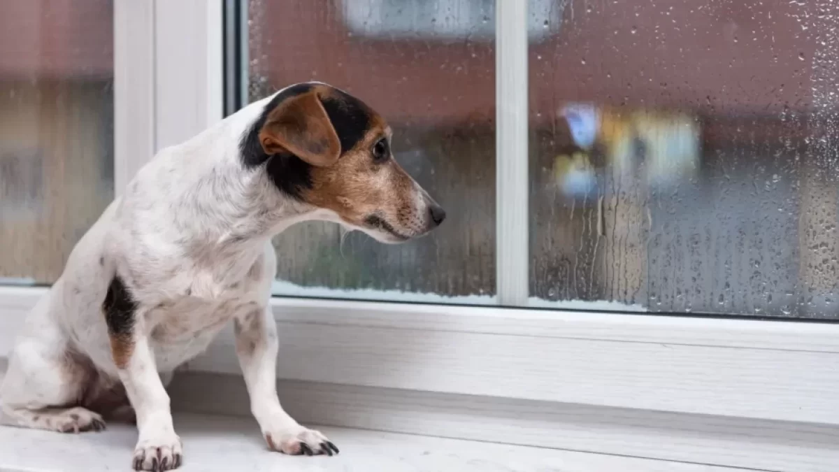 jackrussel teriér smutně sedí u okna