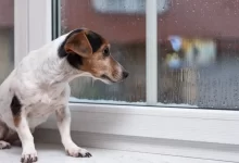 jackrussel teriér smutně sedí u okna
