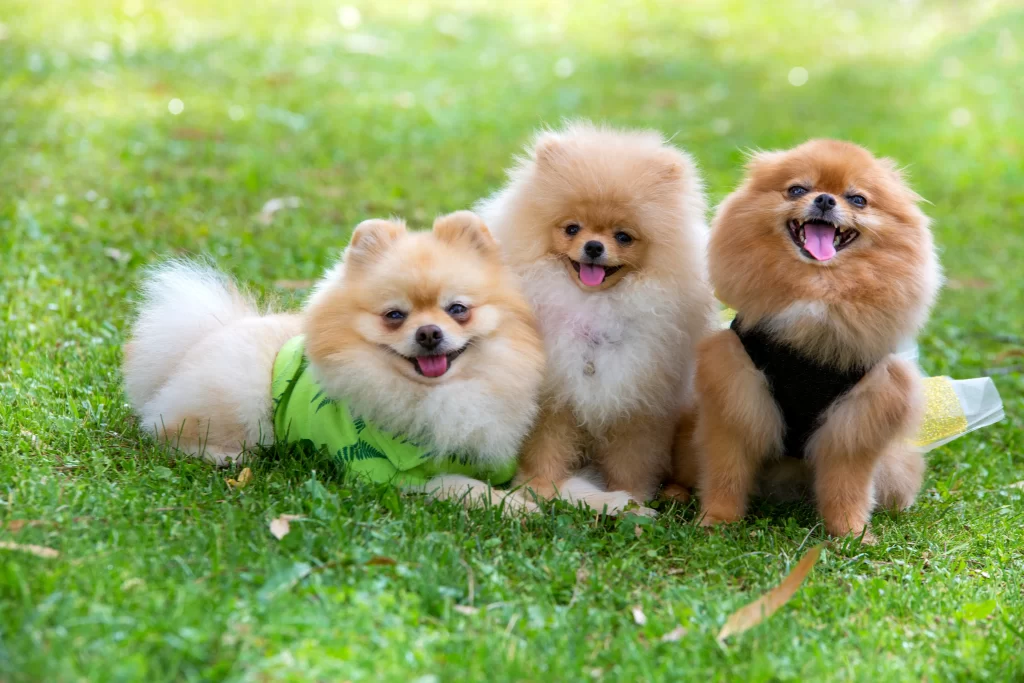 Tři malí pomeraniani v trávě vedle sebe