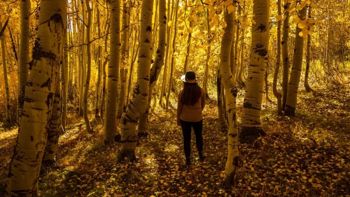 Návštěvník prozkoumává nejtěžší organismus na světě, kterým je Pando. Jde o kolonii topolů.
