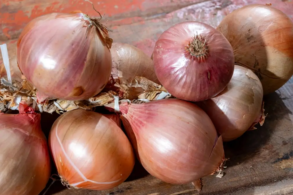 shutterstock_2477574153 - SportDeník Cibule.