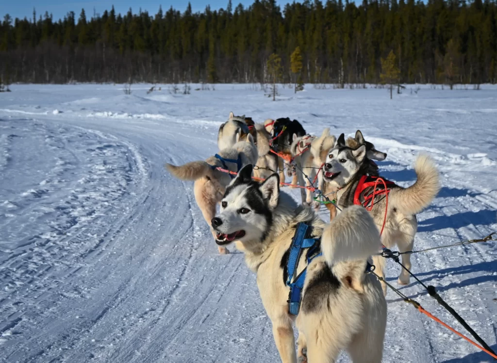 Husky, který táhne saně v zasněžené krajině.