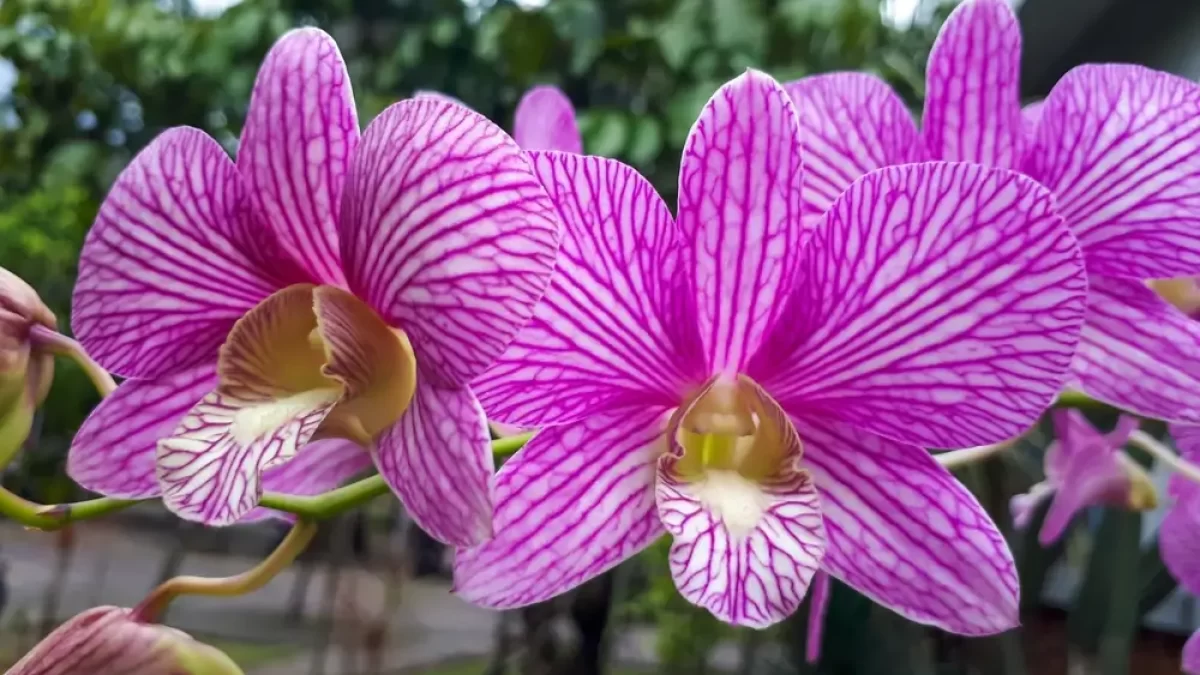 Orchideje.
