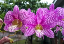 Orchideje.