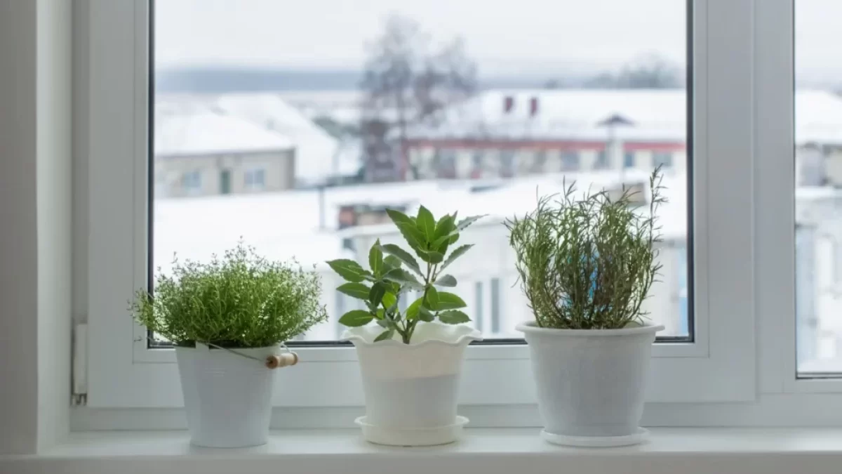 Bylinka na parapetu a sníh za oknem
