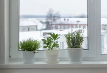 Bylinka na parapetu a sníh za oknem