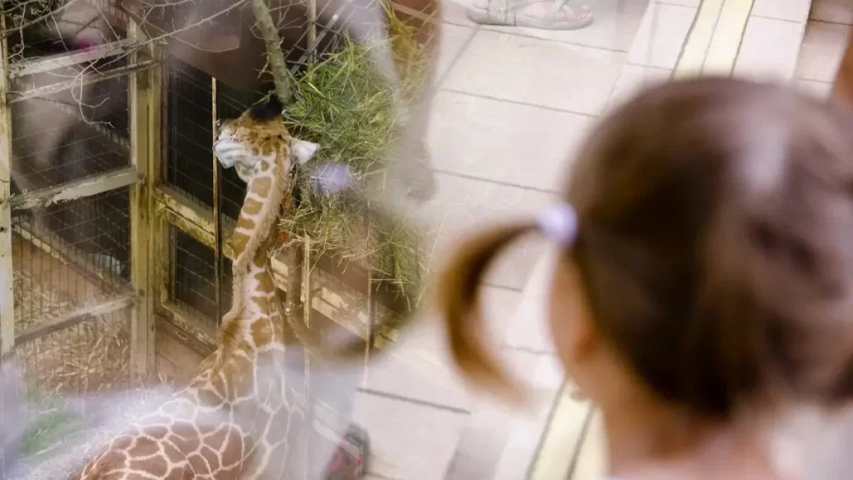 Holčička si prohlíží žirafu v ZOO Zlín