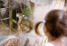 Holčička si prohlíží žirafu v ZOO Zlín