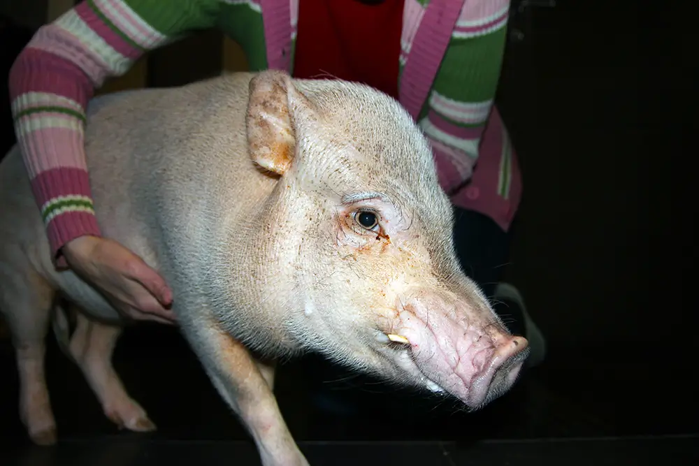dospělé miniprasátko