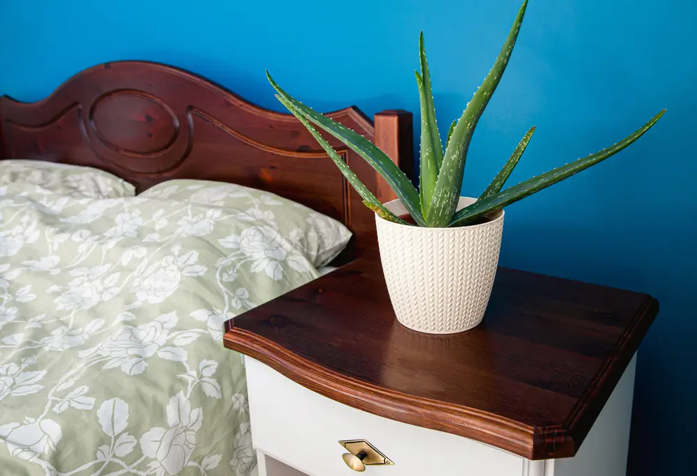 Aloe vera je léčivá rostlina - SportDeník Aloe vera na nočním stolku