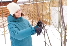 žena stříhá strom v zimě