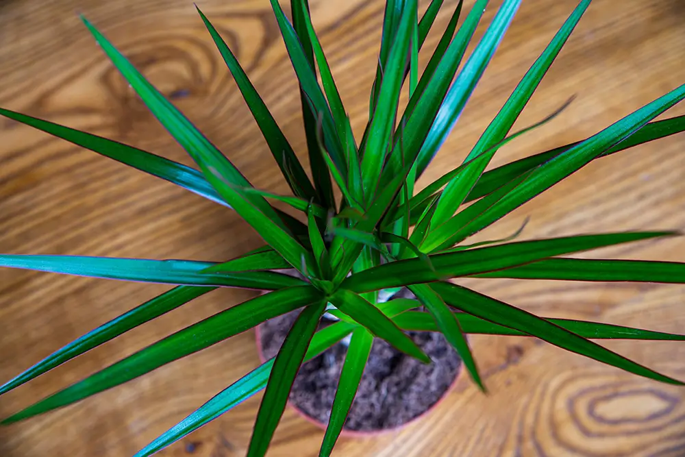shutterstock_2273695205 - SportDeník Dracena