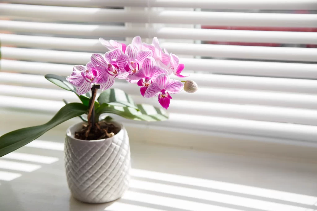 orchidej