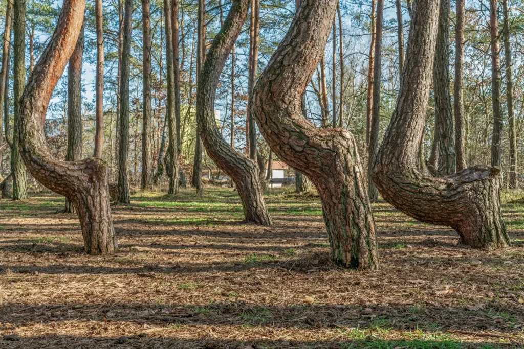 Shutterstock_1672736413 - SportDeník Les s prohnutými borovicemi
