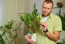 muž drží rostlinu