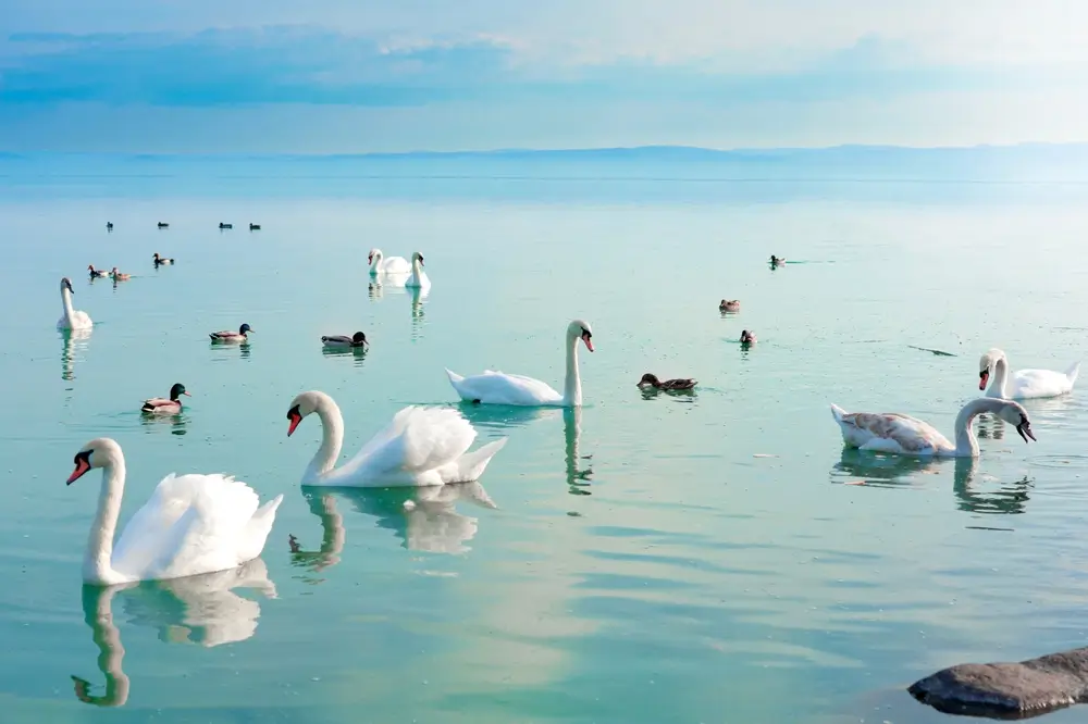Balaton - SportDeník Balaton