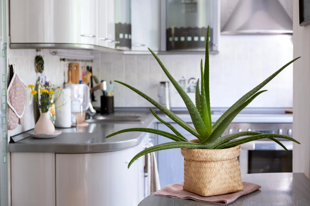 shutterstock_2475297819 1 - SportDeník Aloe Vera v kuchyni