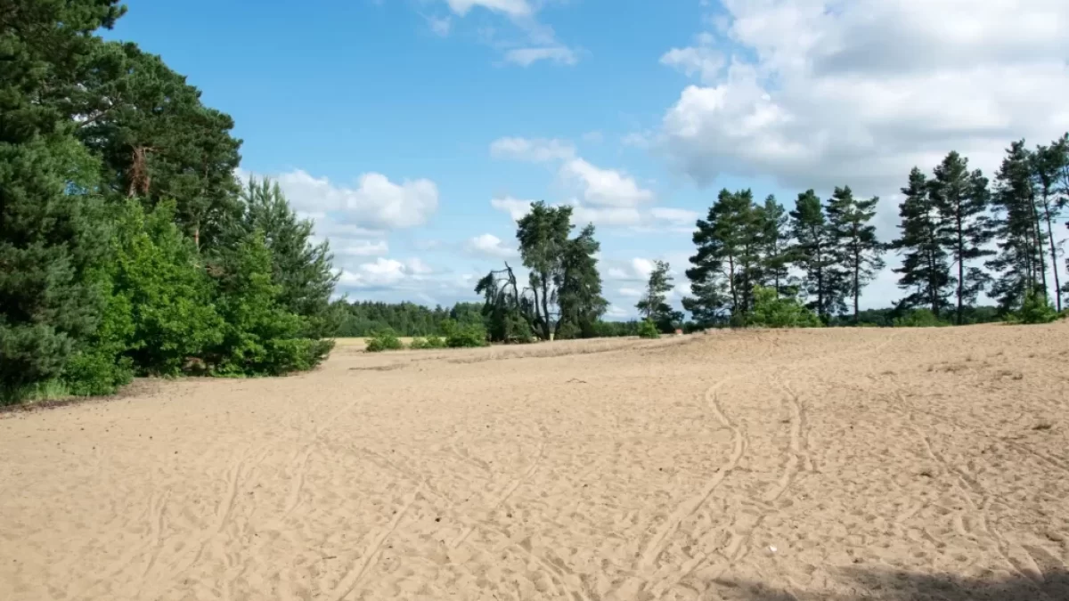 Písčitá plocha obklopená stromy
