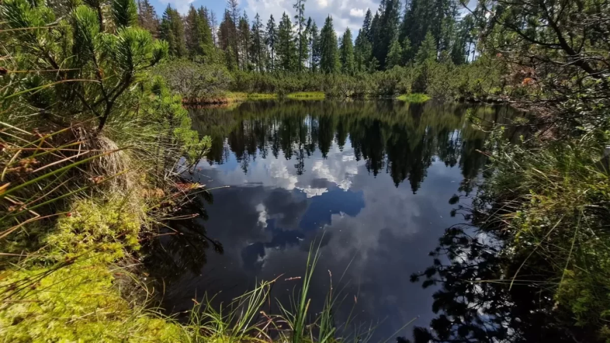 Šumava, příroda