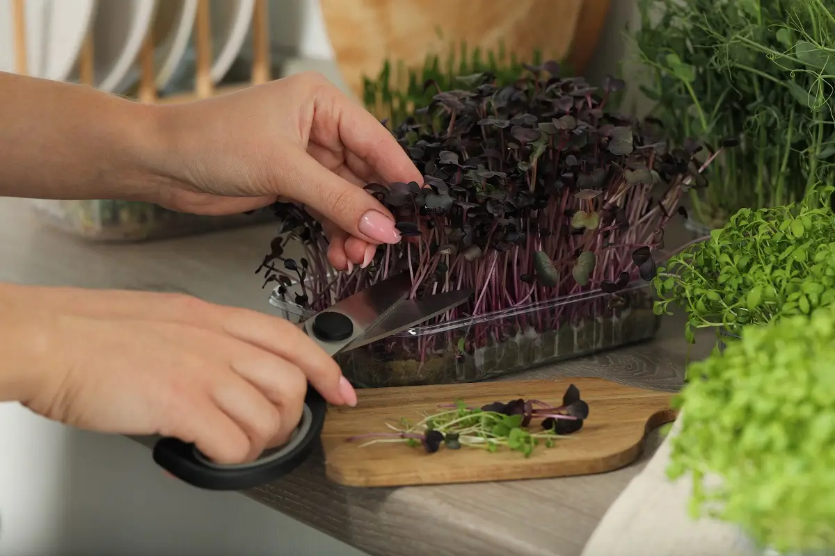 Únorový výsev 2 - SportDeník Žena seřezává speciálním nožem svrchní část tzv. microgreens