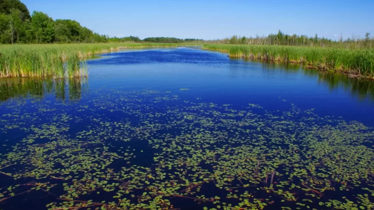 Moravská Amazonie