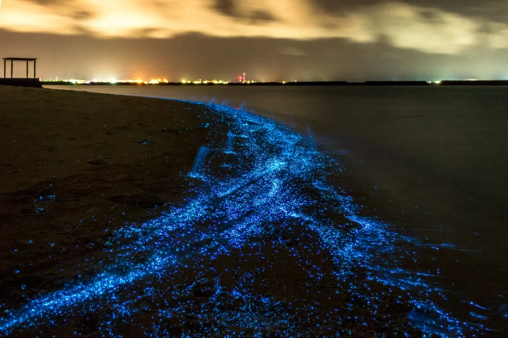 download 1 - SportDeník bioluminiscence na Maledivách