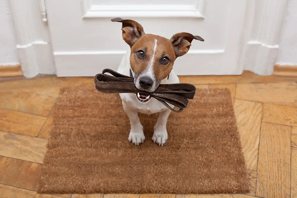 Pětky jsou jako Jack Russel teriér. - SportDeník Jack Russel teriér