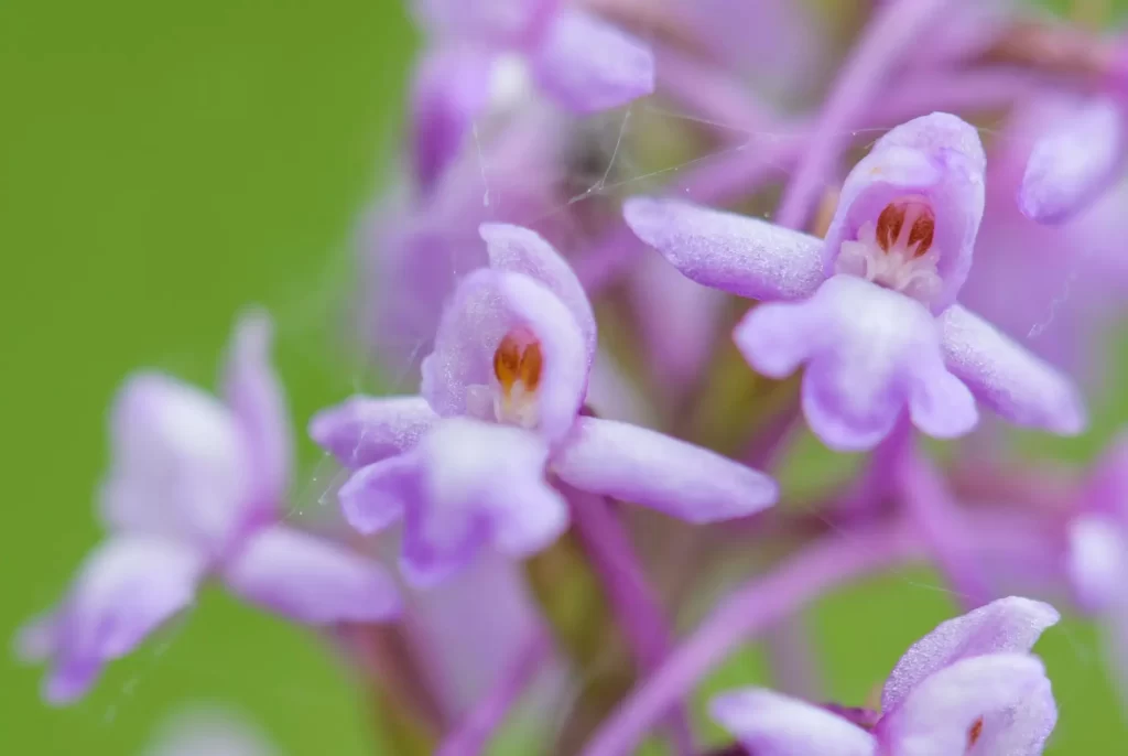Shutterstock_2009826050 - SportDeník Najdete zde louku plnou orchidejí.