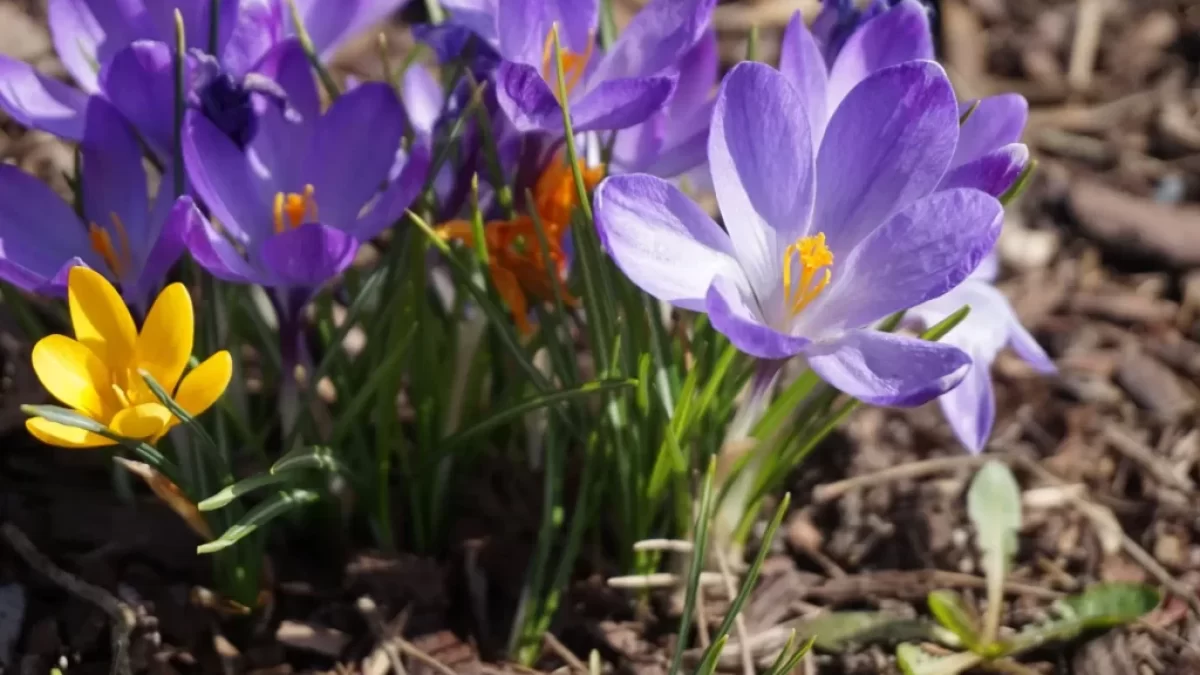 Rozkvetlý fialový krokus