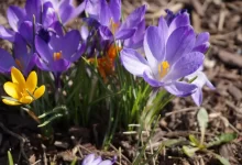 Rozkvetlý fialový krokus