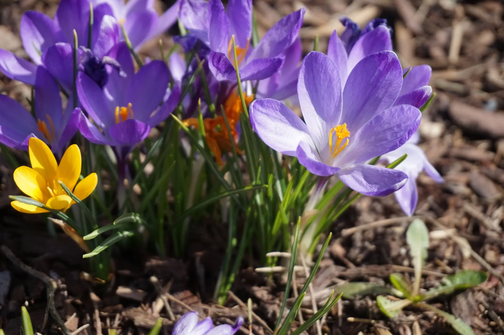 Rozkvetlý fialový krokus