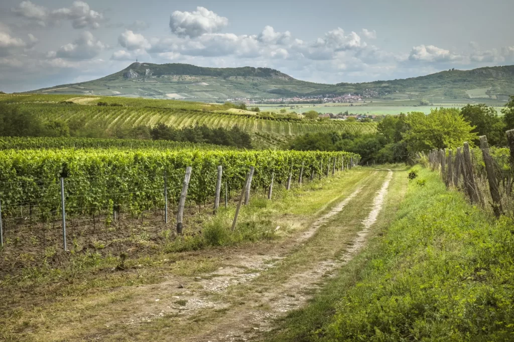 Shutterstock_734296738 - SportDeník Pohled na vinohrad a pálavskou přírodu