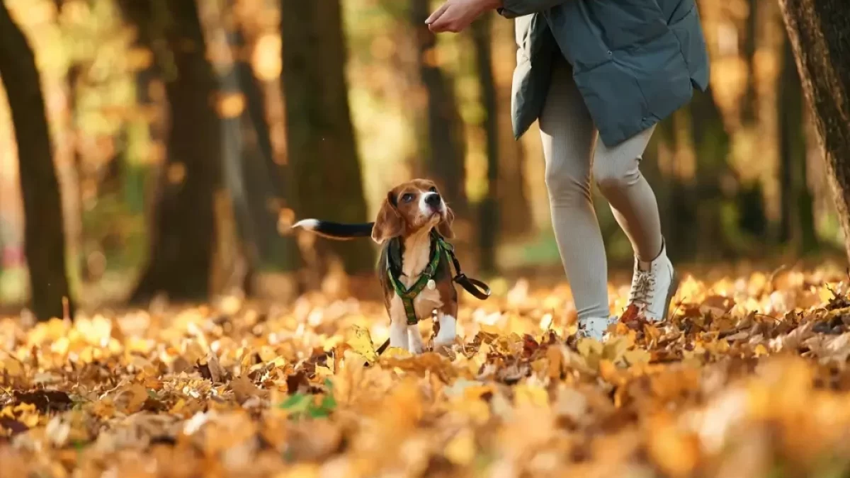 Mladá žena venčí psa v podzimním lese bez vodítka