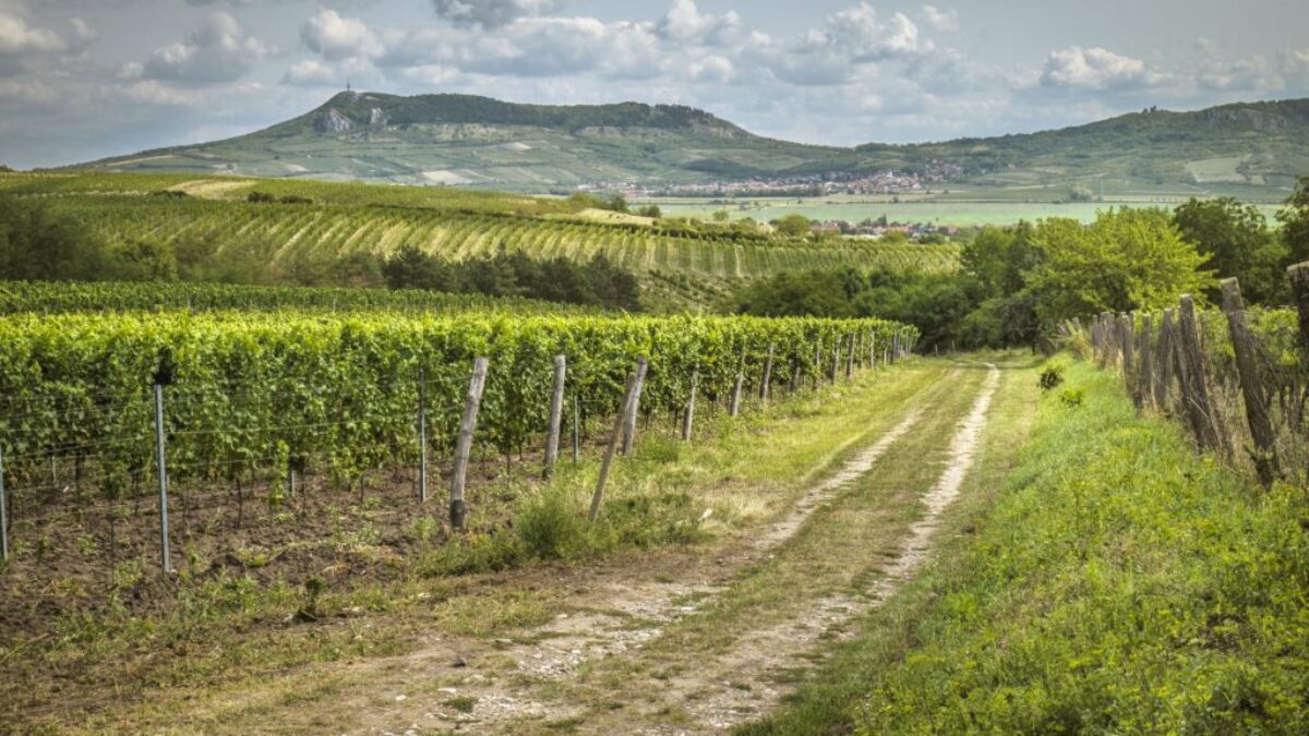 vinice