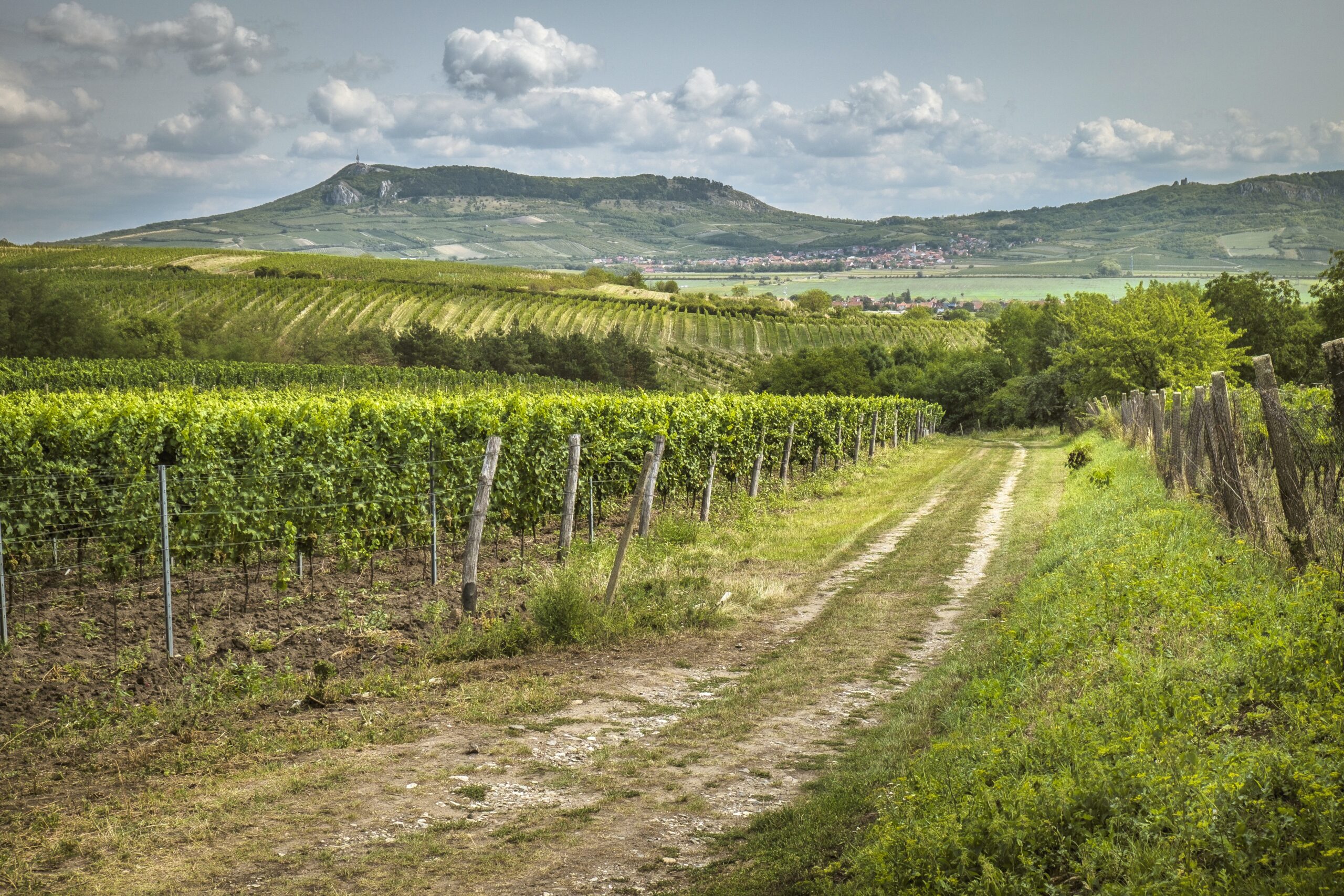 vinice