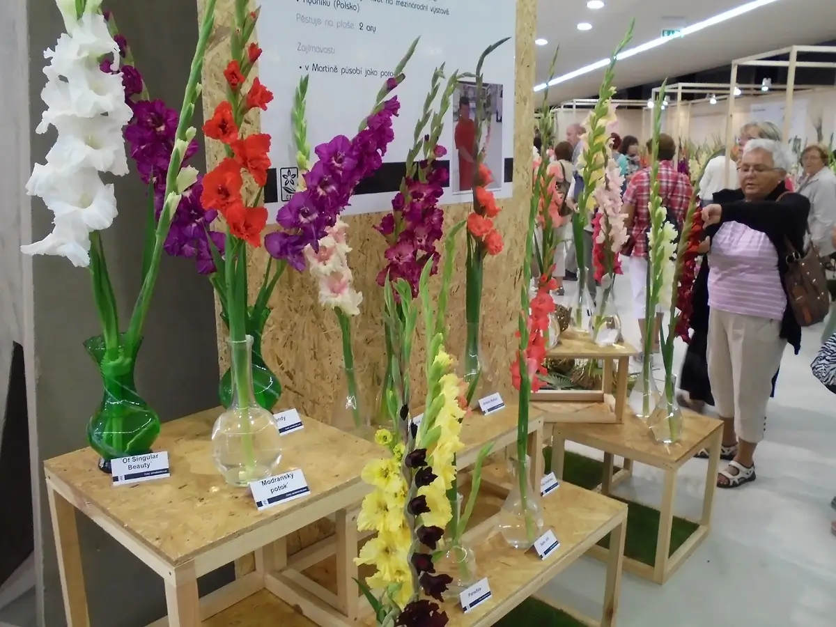Flora 1 - SportDeník Výstava gladiol na mezinárodní Floře Olomouc