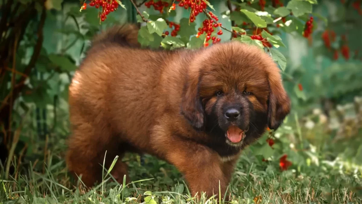 Štěně tibetské dogy