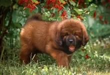 Štěně tibetské dogy