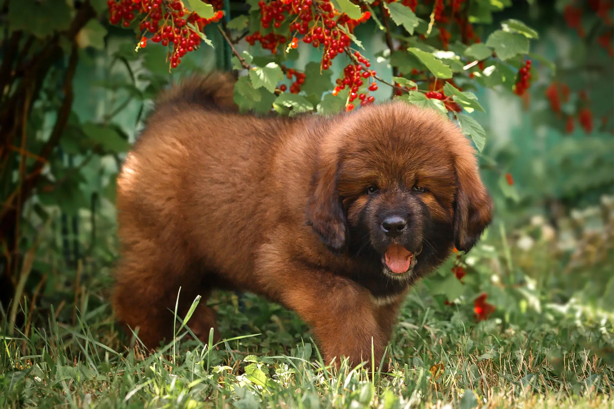 Štěně tibetské dogy