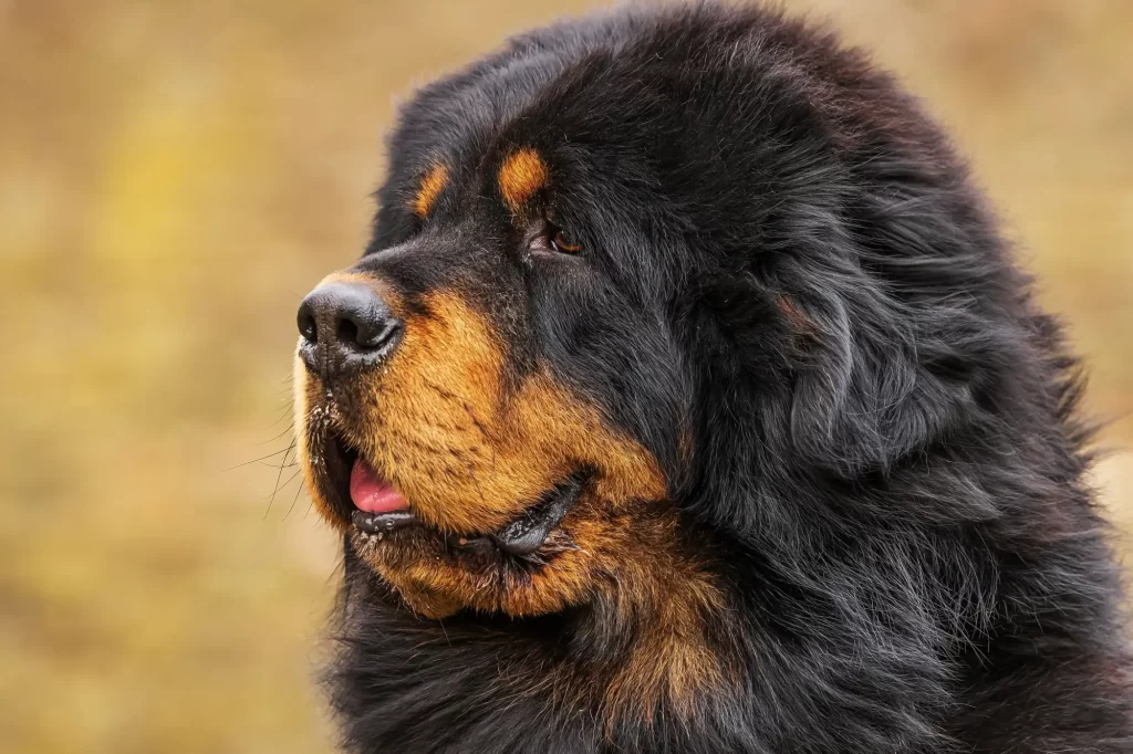 Portétová fotografie černé tibetské dogy