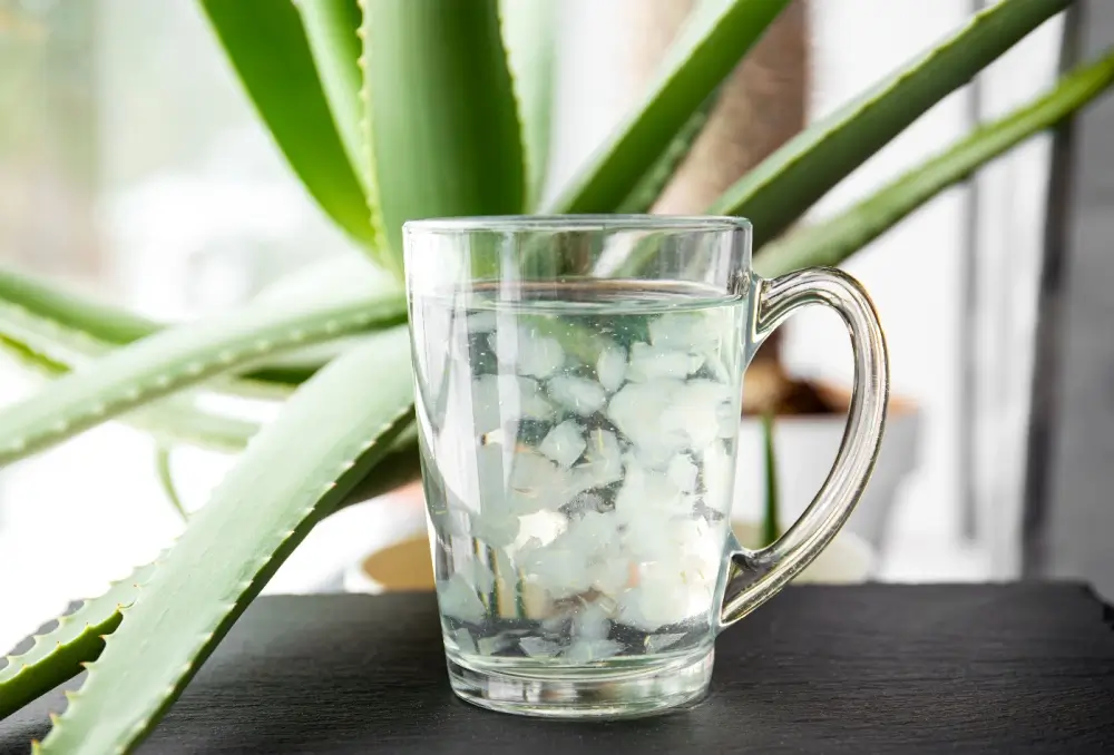 Aloe vera drinky mohou pomoci s hydratací - SportDeník aloe vera nápoj