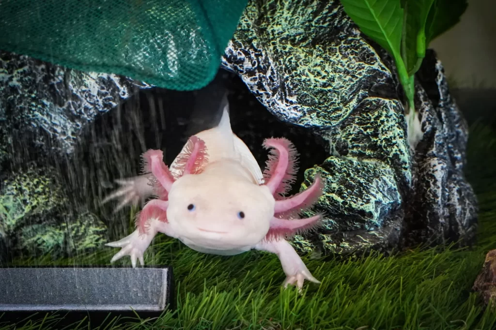 Axolotl