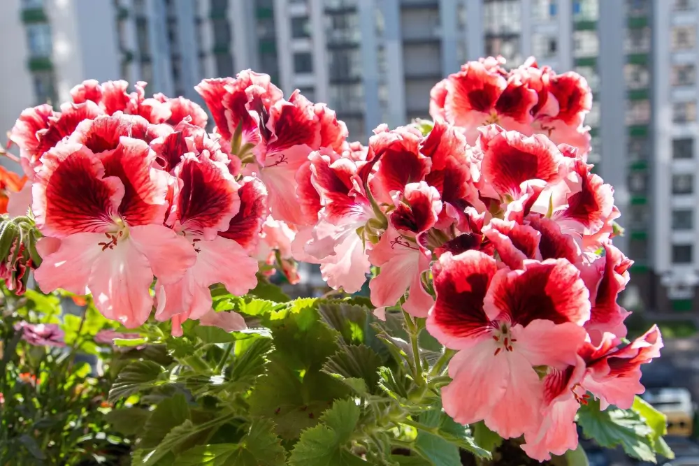 Pelargonie komáry odpudí - SportDeník pelargonie