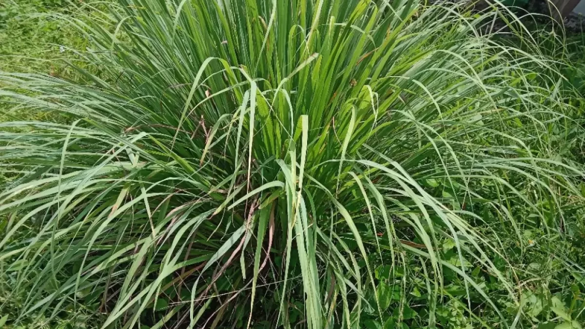 citronella